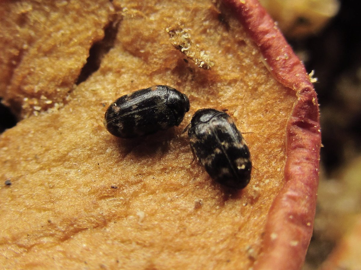 Жук мебельный Точильщик