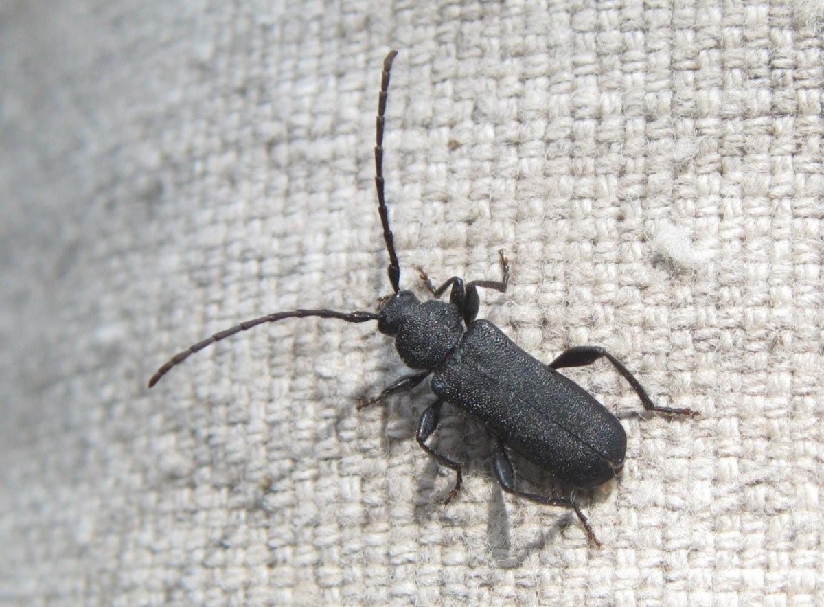 Жук черный хрущак