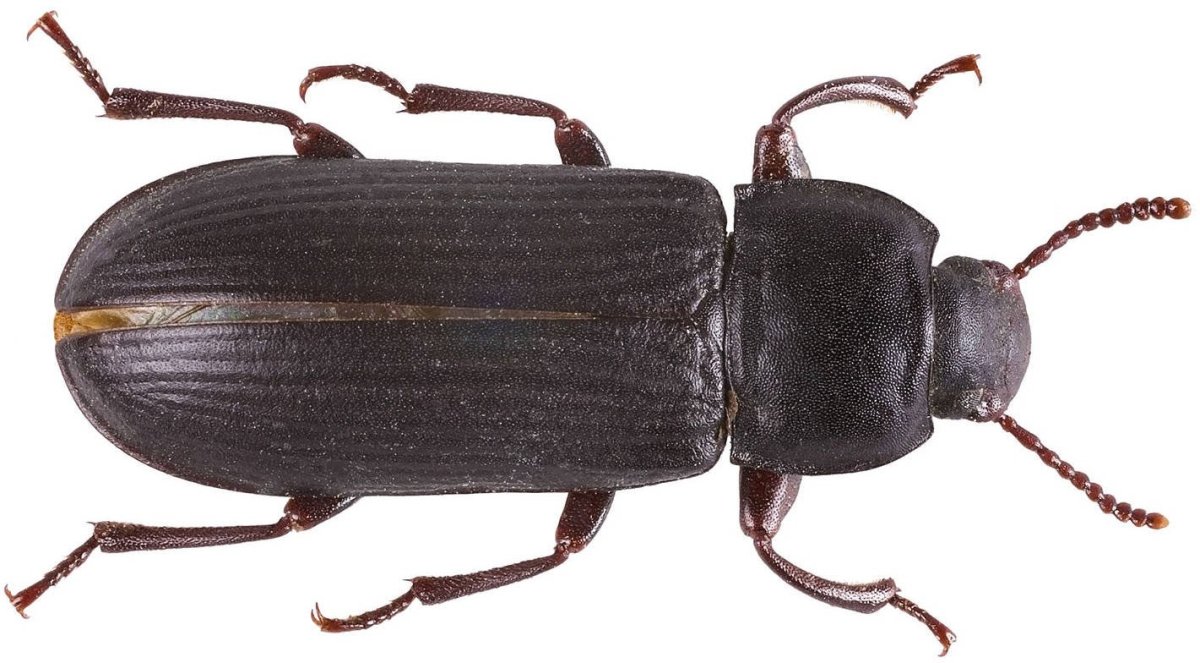 Жук черный хрущак