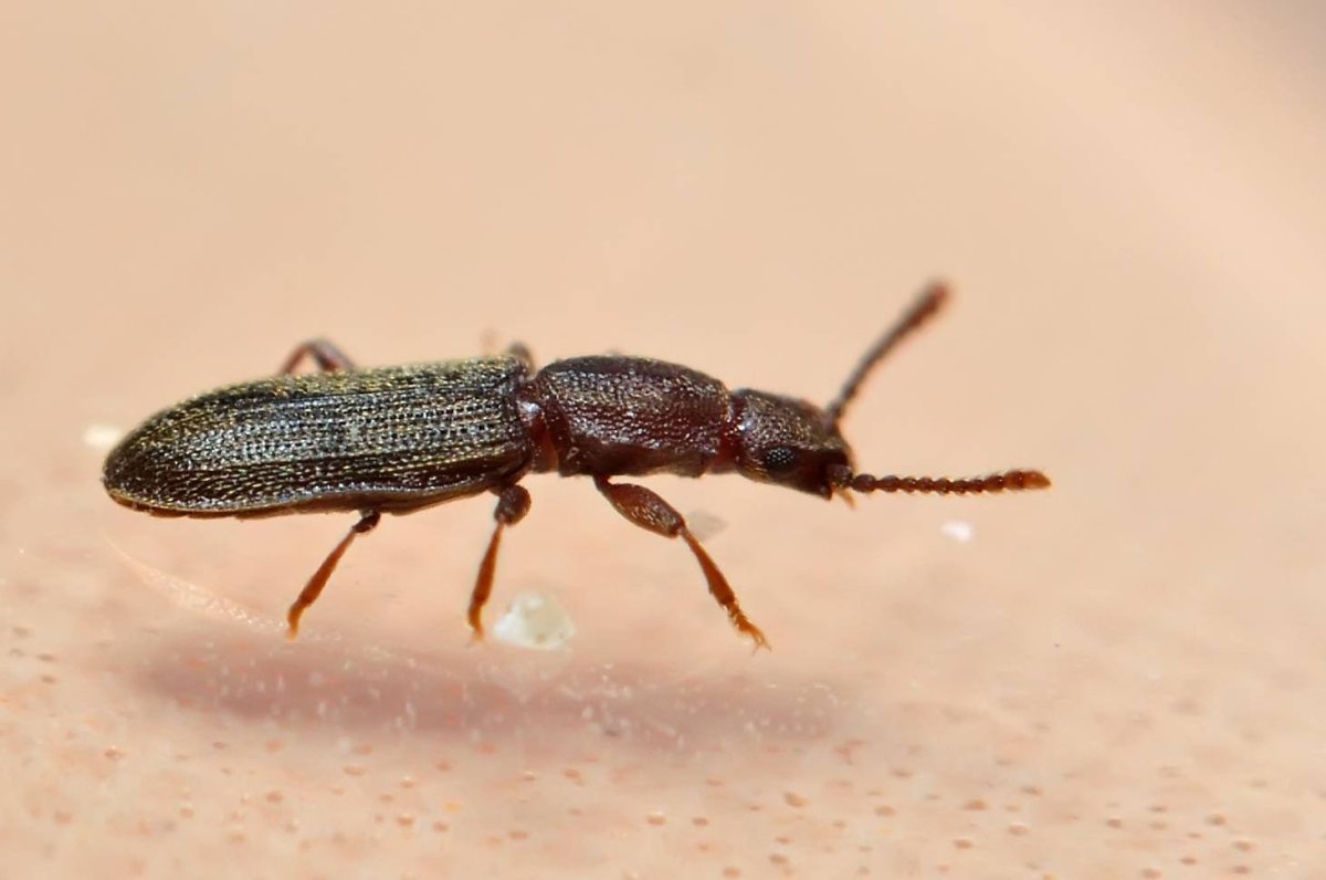 Жук мучной хрущак