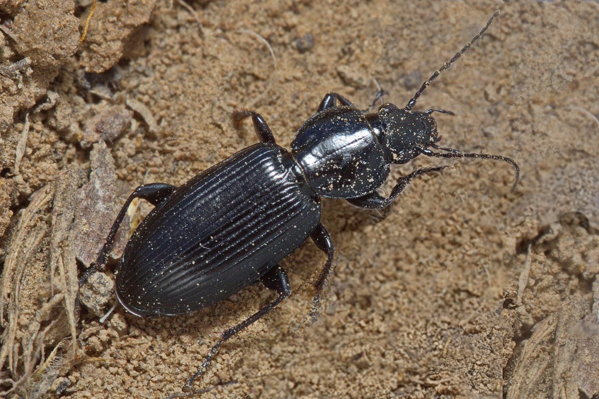 Poecilus laevicollis