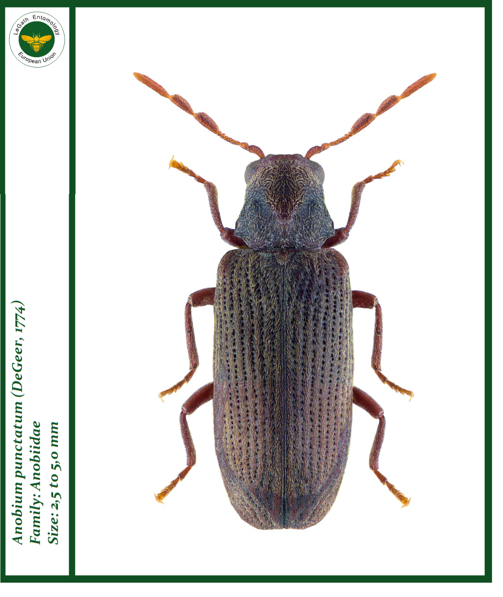 Мебельный Точильщик (Anobium punctatum)