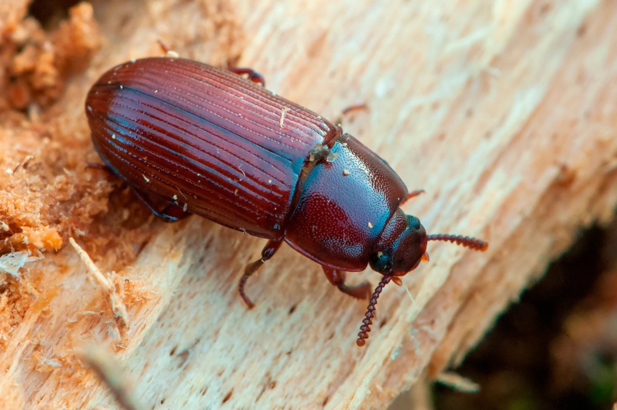 Точильщик Жук мучной Жук