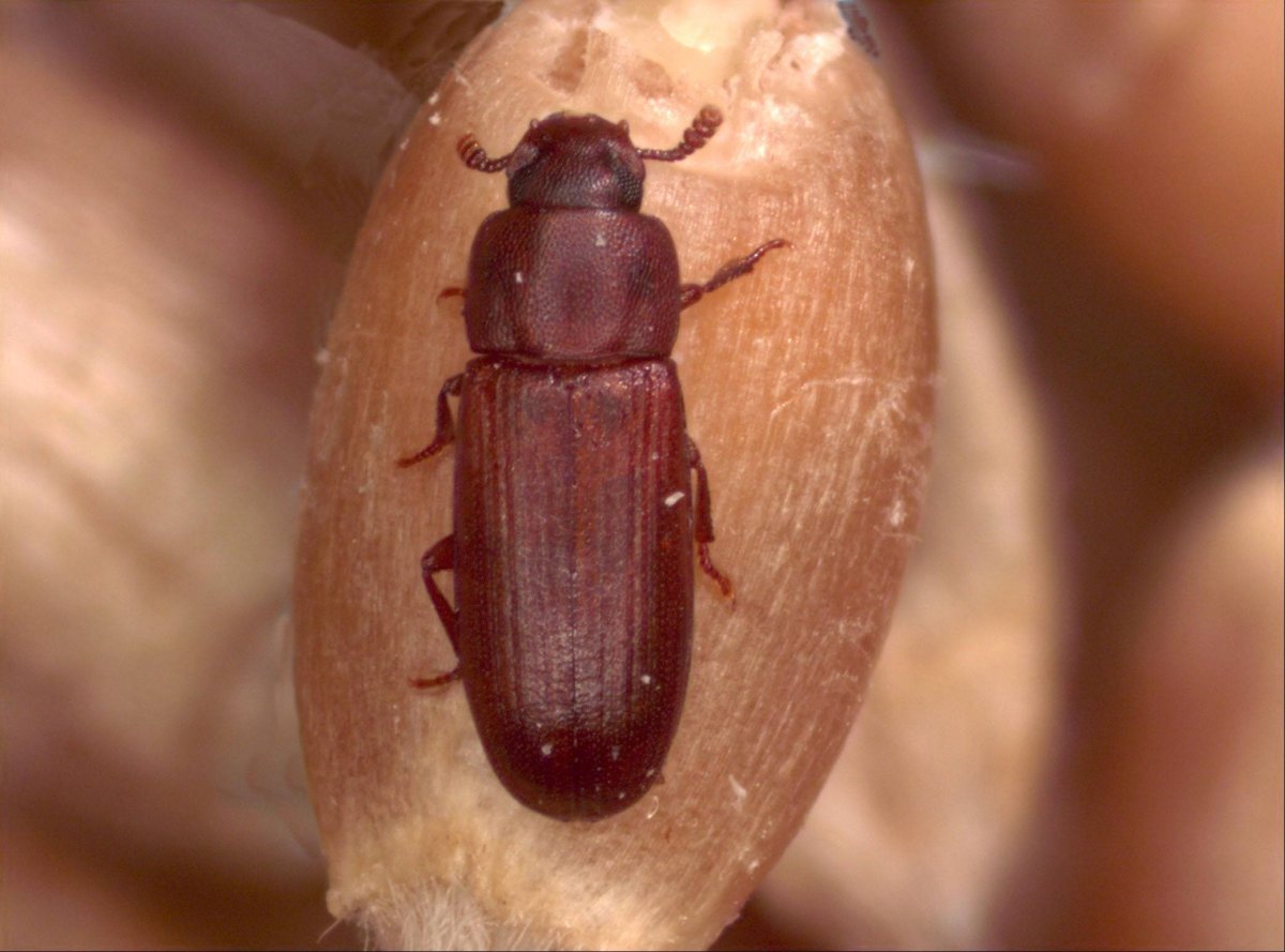 Жук мучной хрущак