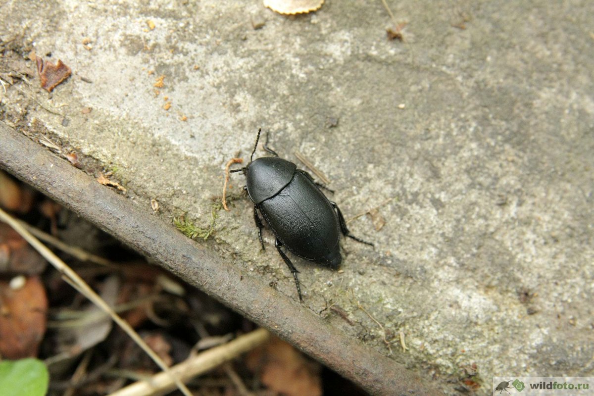 Ablattaria laevigata