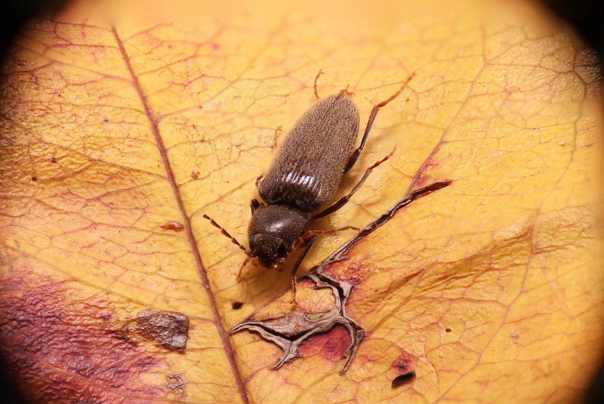 Кокон жука точильщика