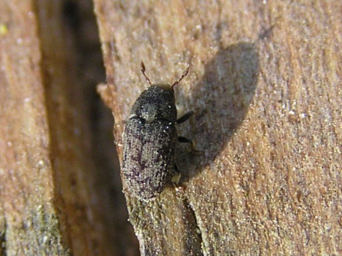 Жук короед вредитель хвойных