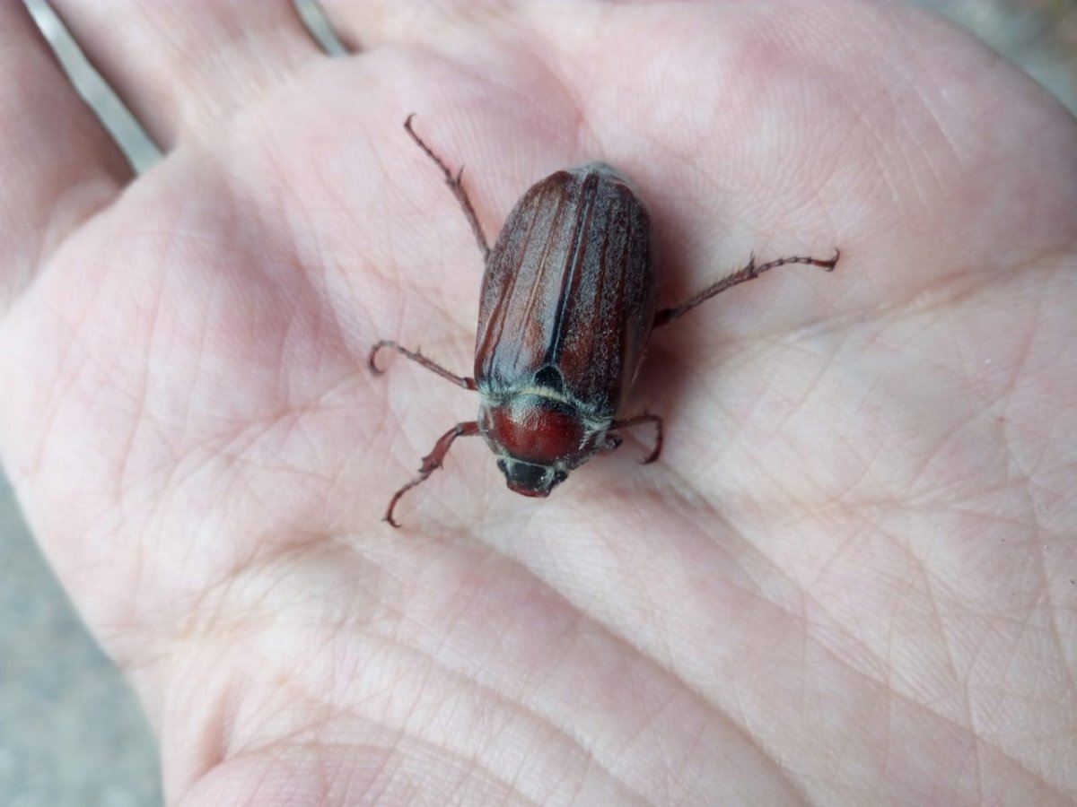 Зареченский Жук