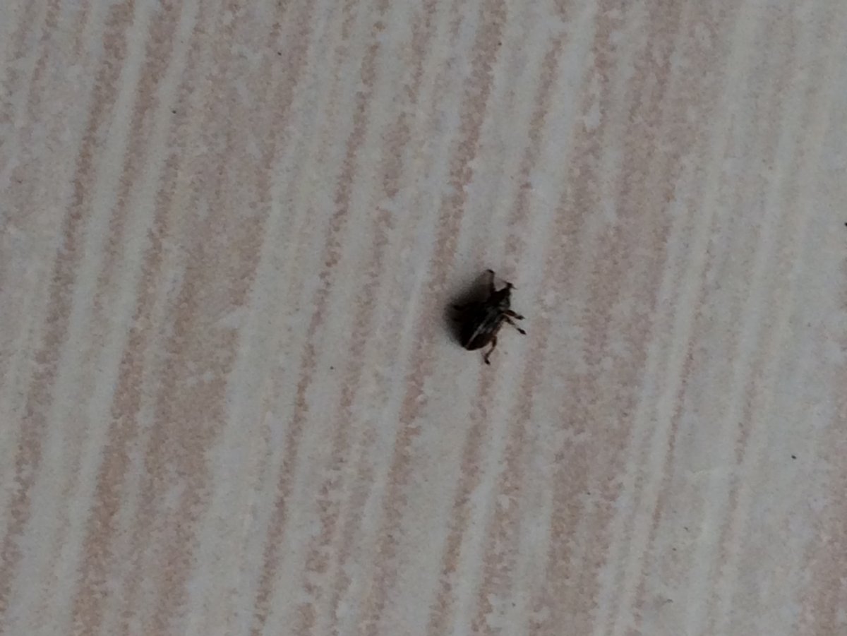 Маленькие черные жучки кожееды