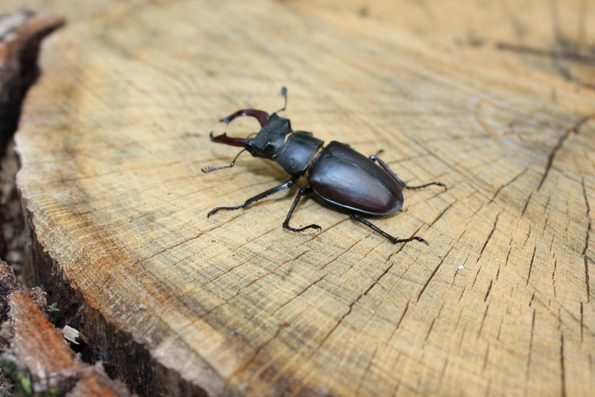 Жук древоточец черный