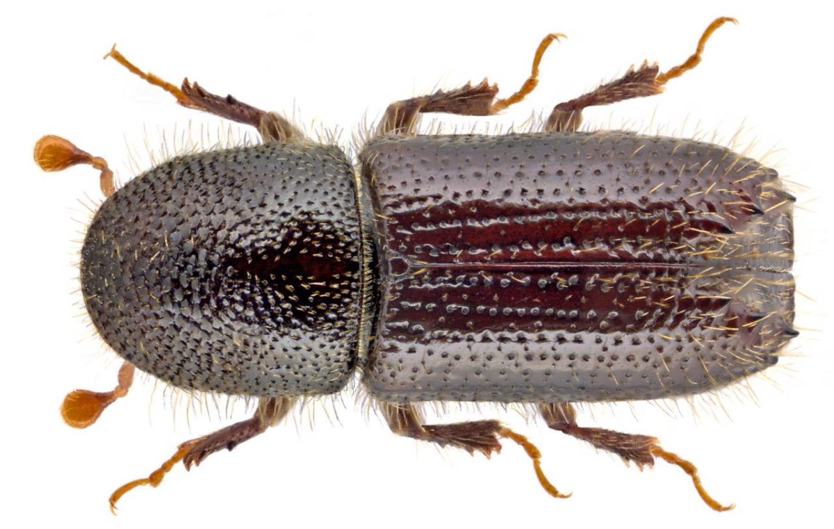 Coccotrypes dactyliperda