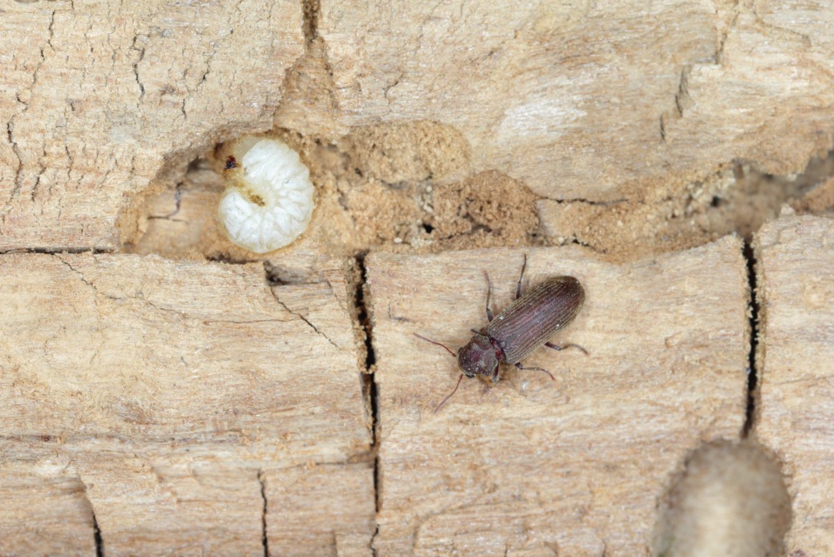 Жук Точильщик в доме