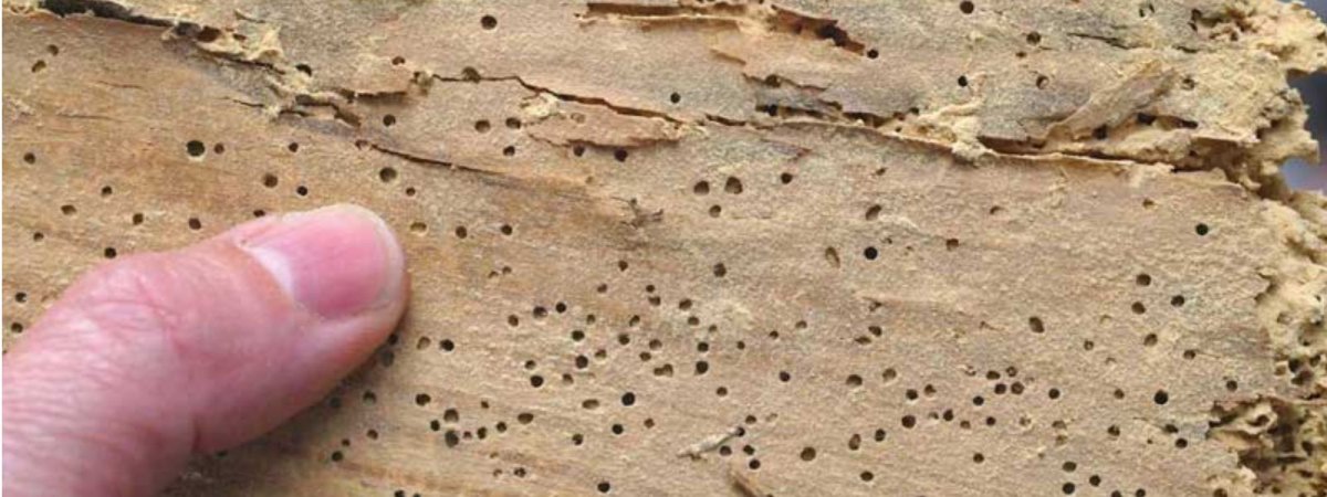 Жук короед древоточец следы