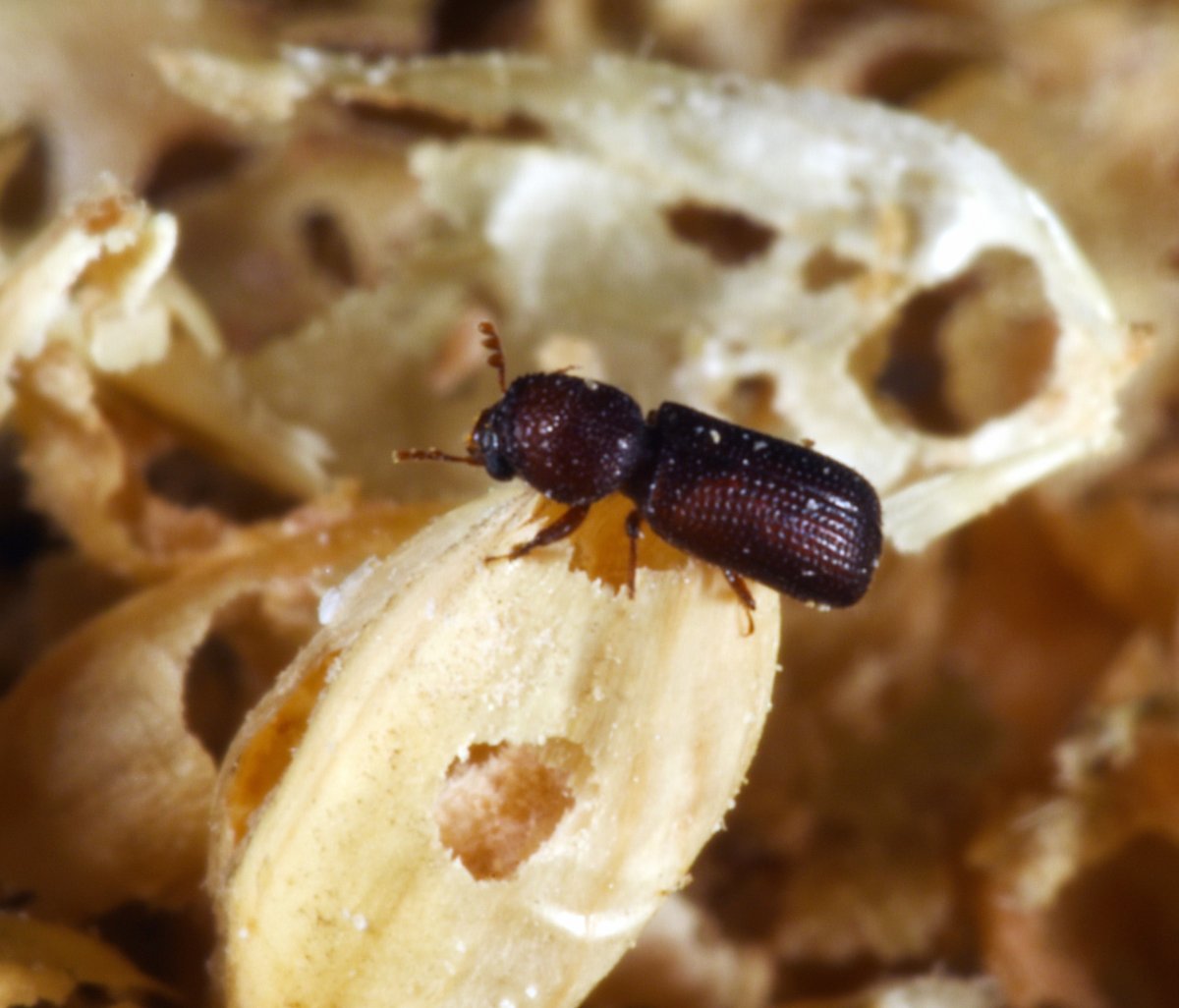 Жук хлебный Точильщик