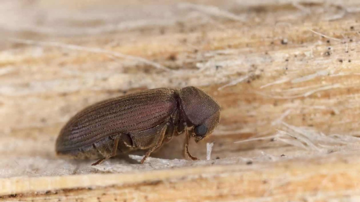 Жук древесный Точильщик