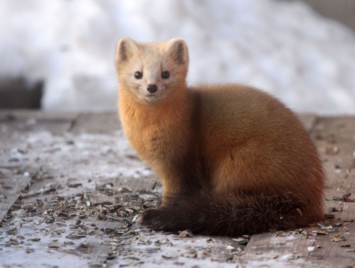 Соболь - martes zibellina