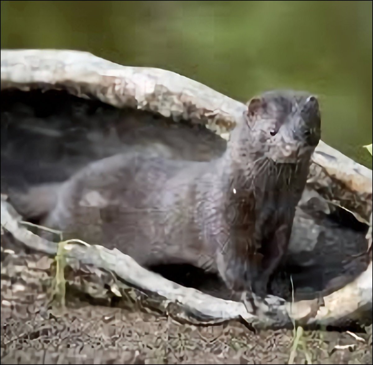 Европейская норка серая