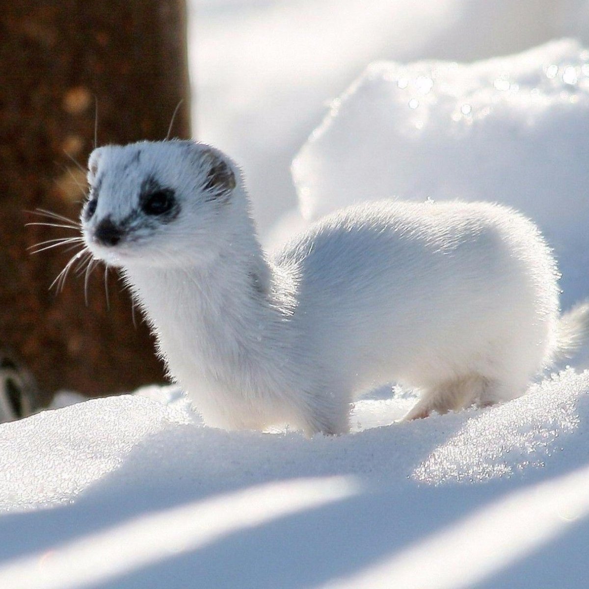 Соболь белый