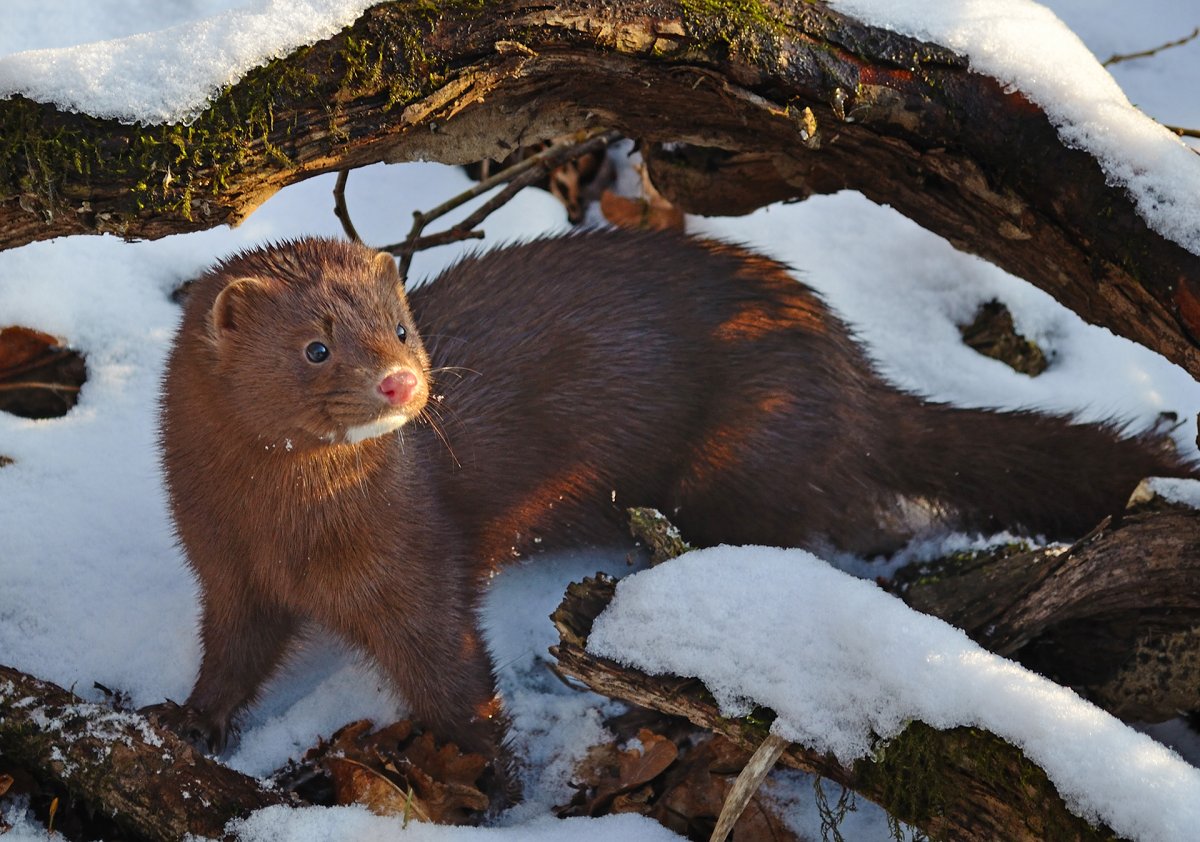 Норка Уральская