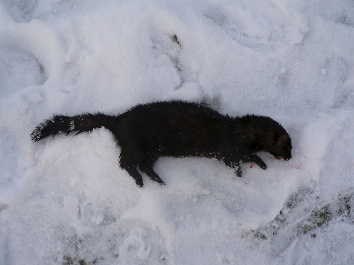 Ласка зверек черная
