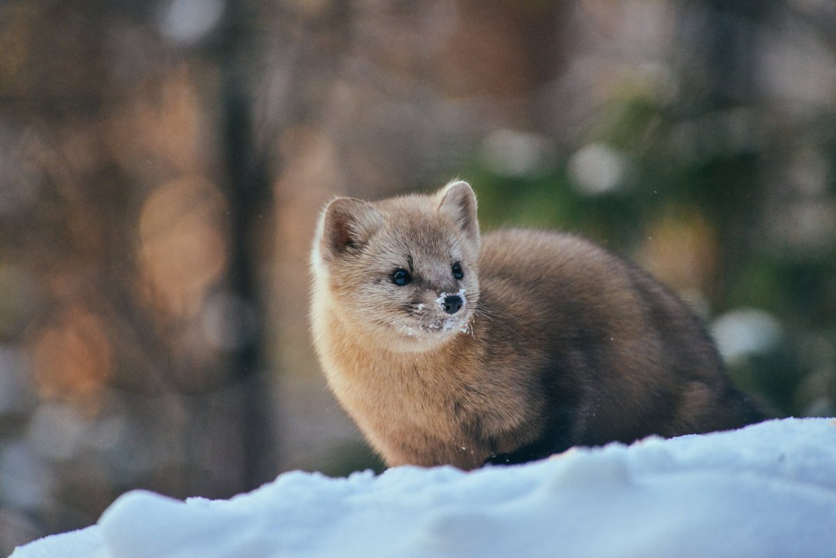 Енисейский Соболь
