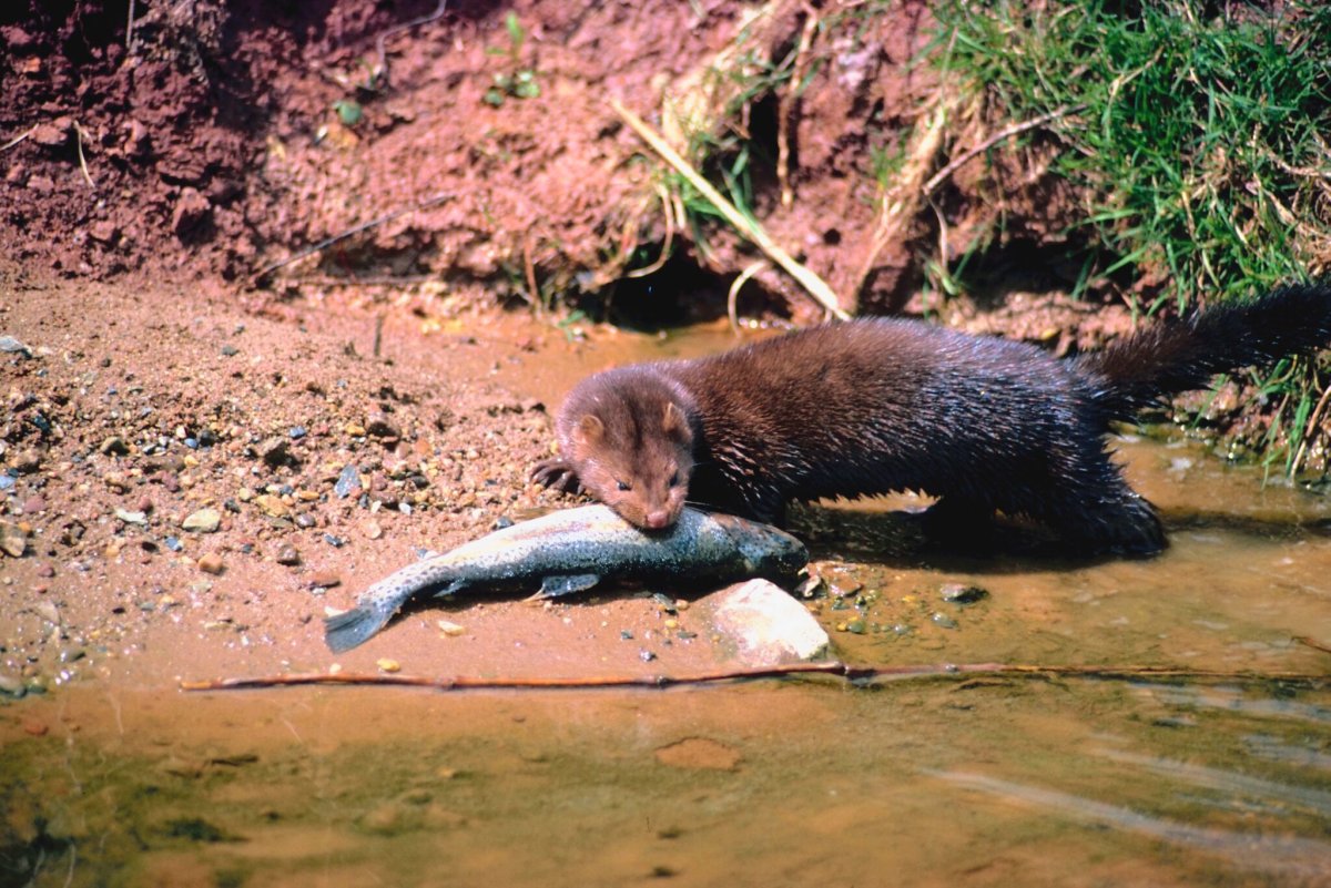 Охота на европейскую норку