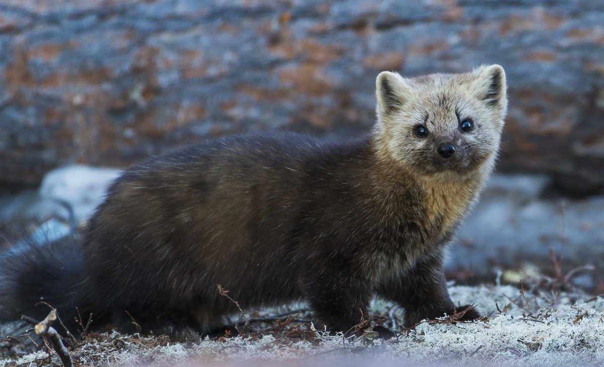 Саянский Соболь