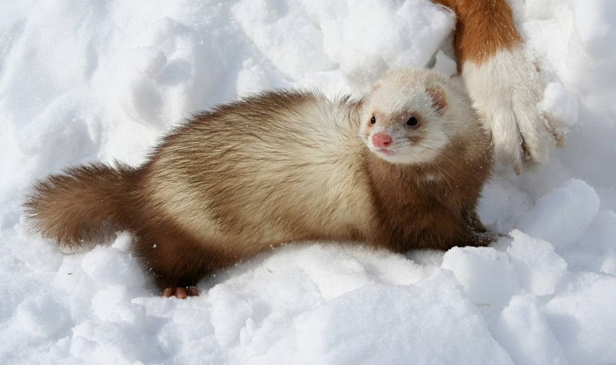 Степной хорек (светлый, белый хорь)