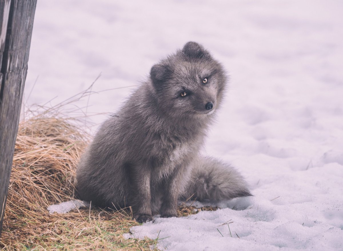 Медновский песец