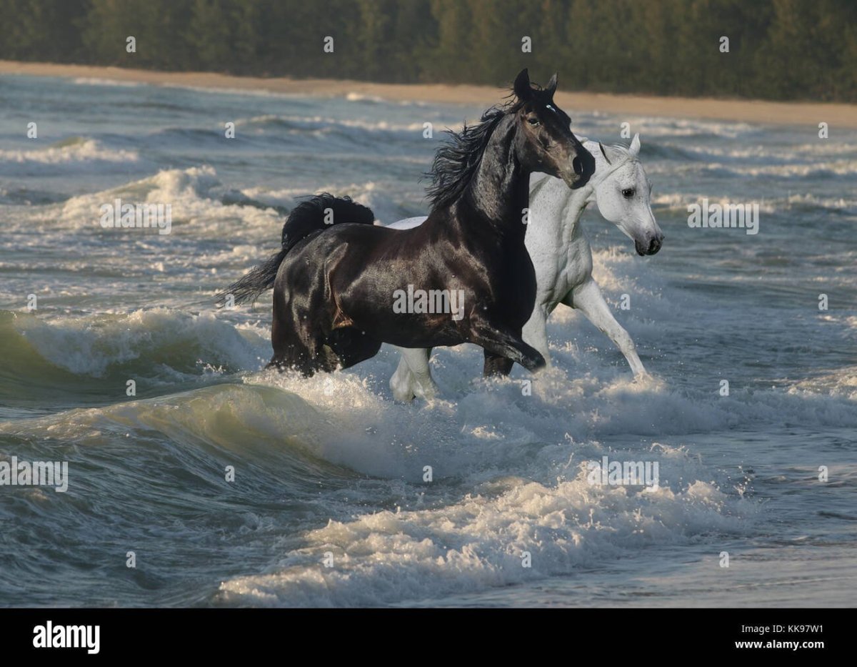 Лошадь бежит по морю