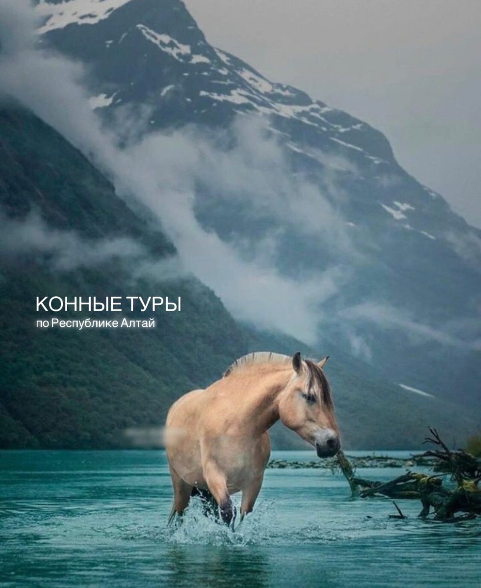 Норвежская фьордская лошадь Эстетика