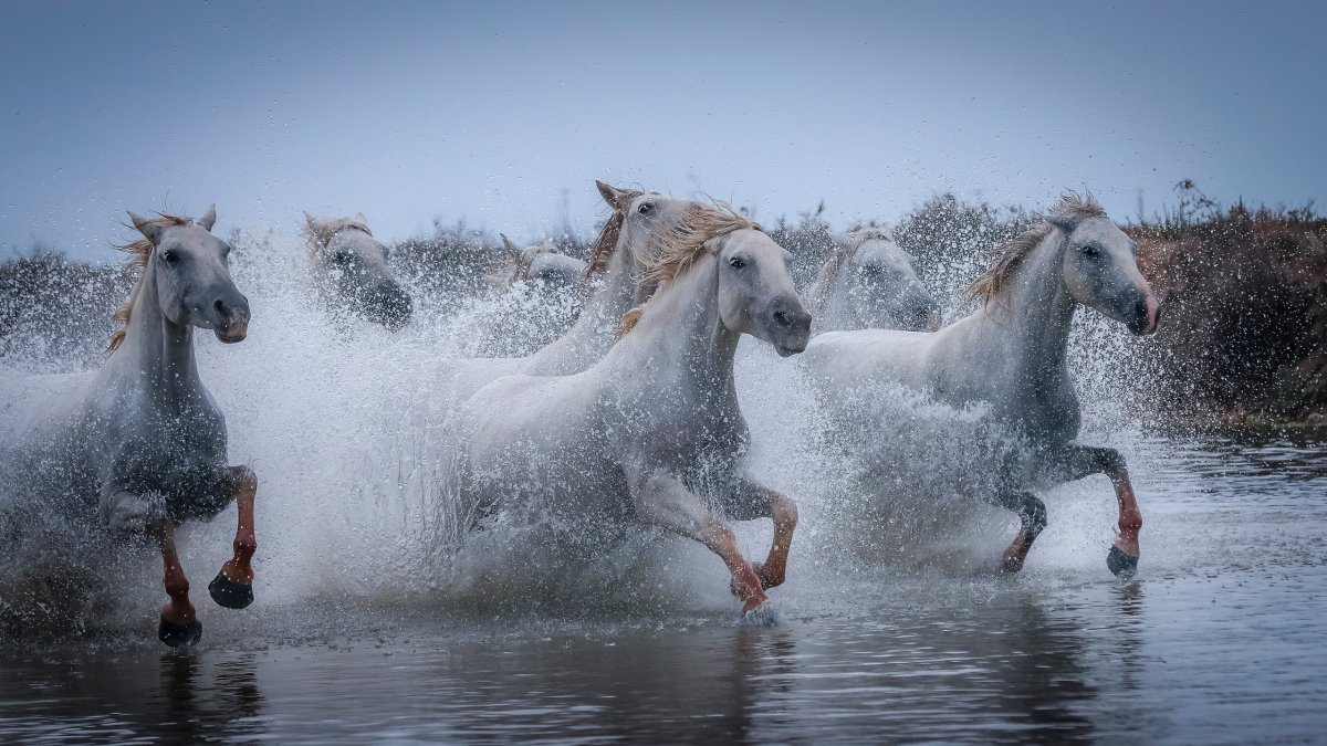 Лошадь бежит