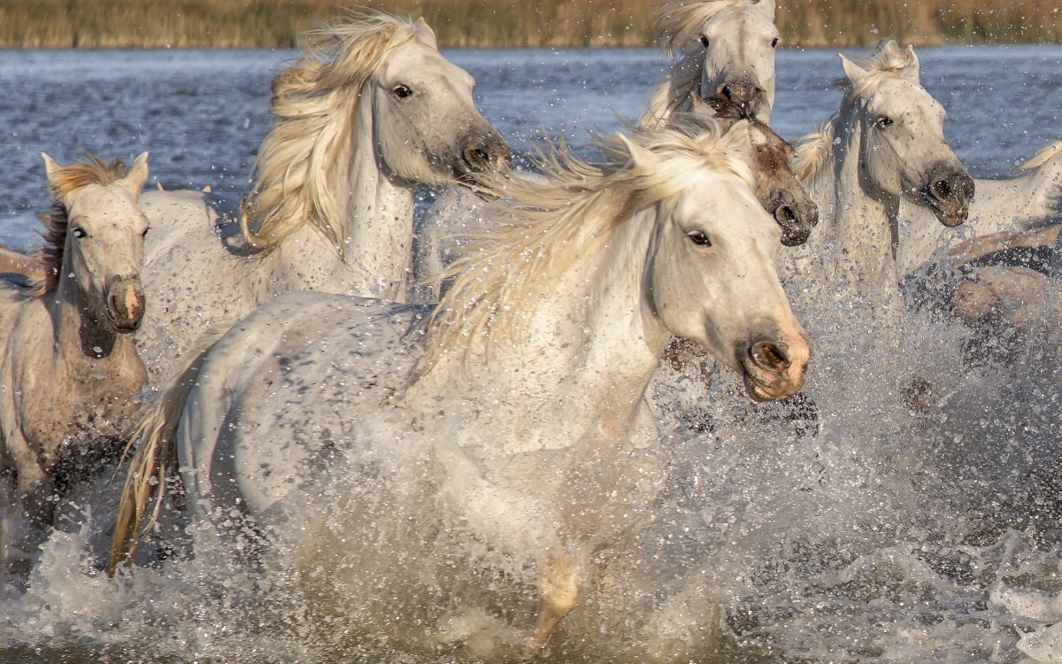 Несущийся табун лошадей