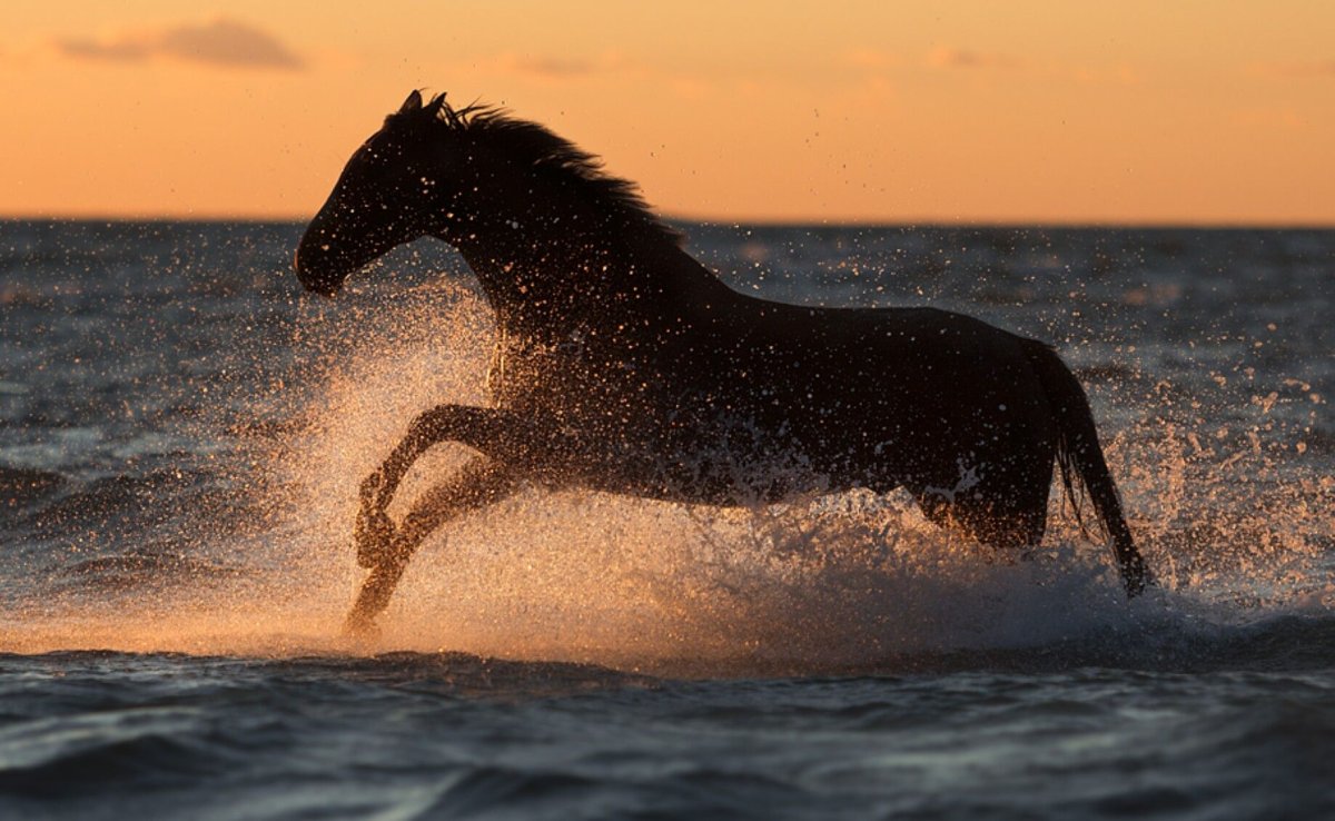 Сера лошади в воде