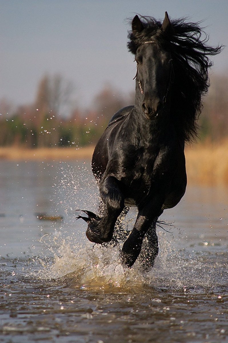 Фризская лошадь бежит