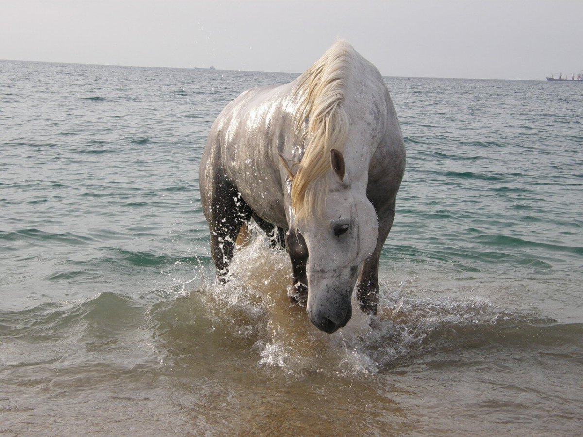 Белая лошадь на море