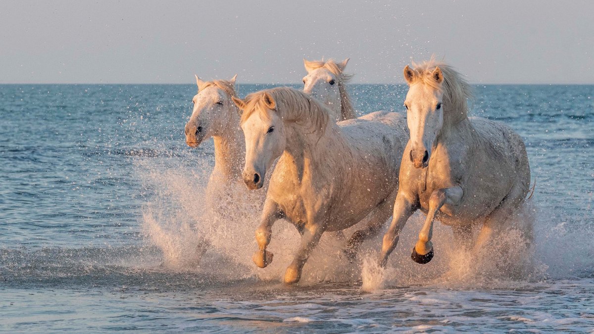 Лошадь бежит по морю