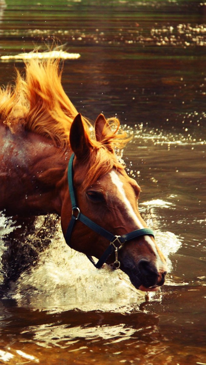 Лошади в воде