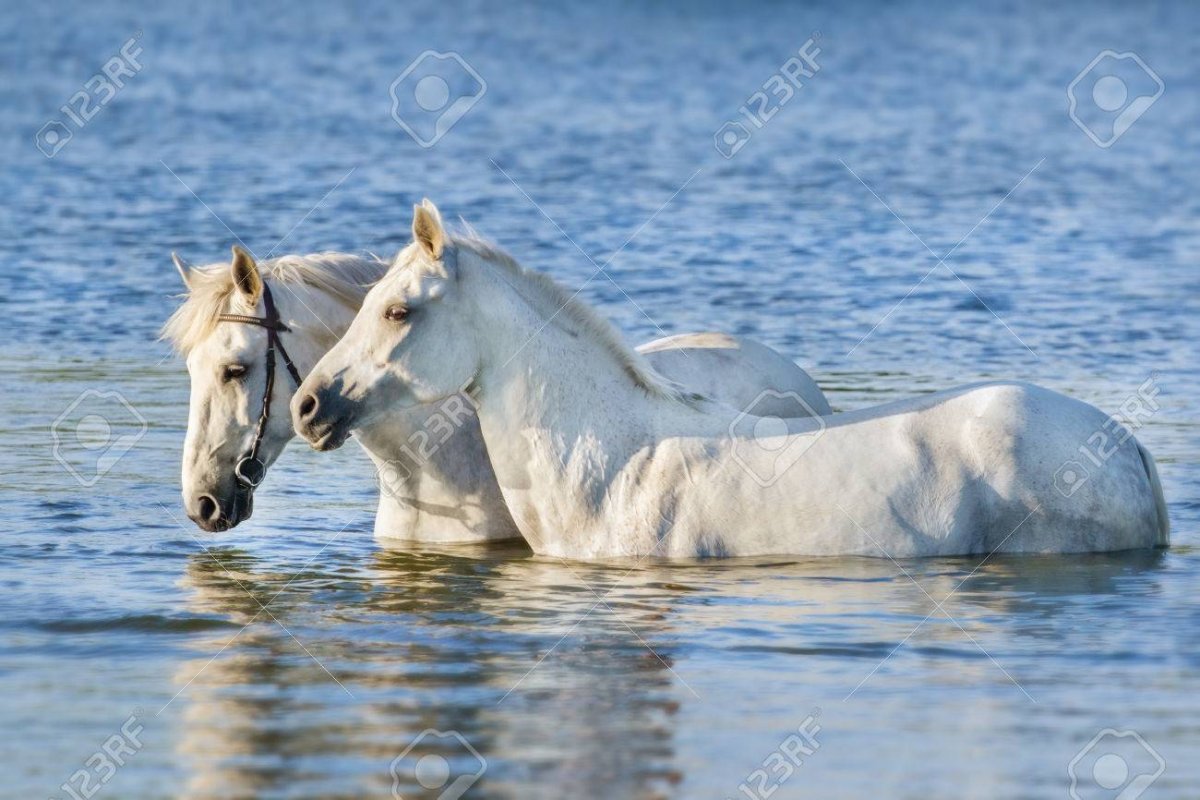 Две белые лошади на воде