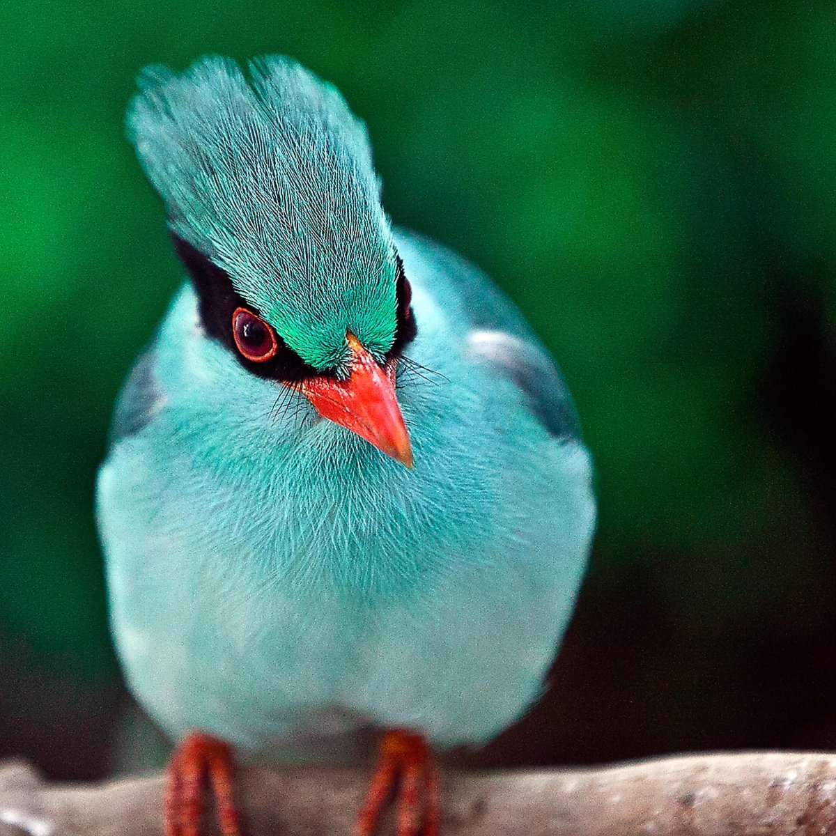 Самые милые голубые птички