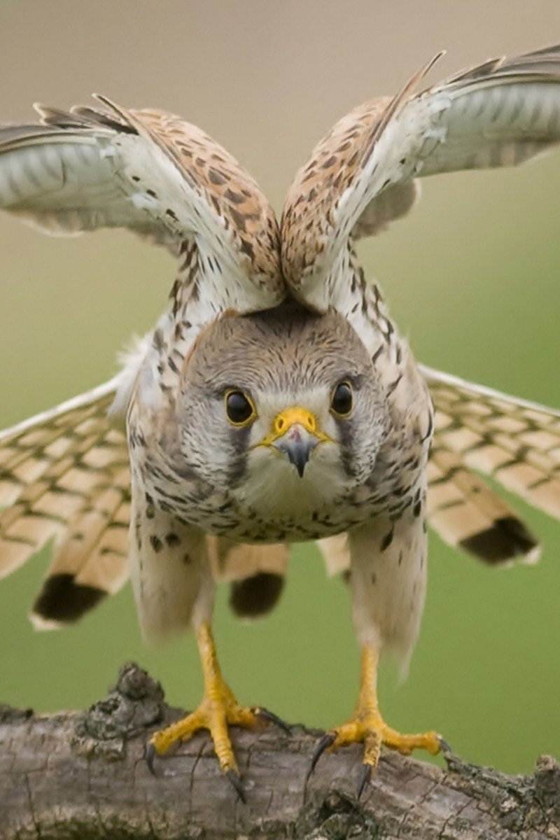 Карликовый Африканский Сокол Сокол