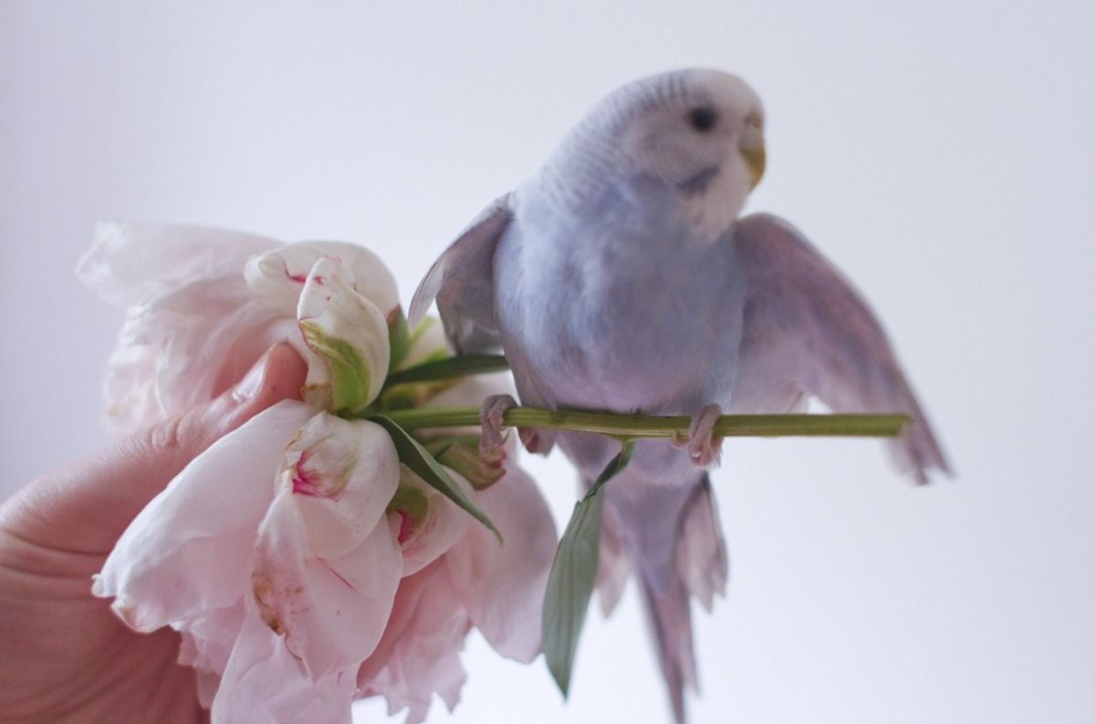 Нежные попугаи