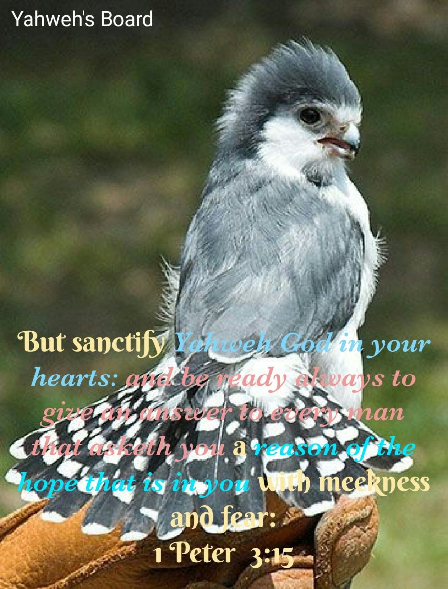 Африканский карликовый Сокол