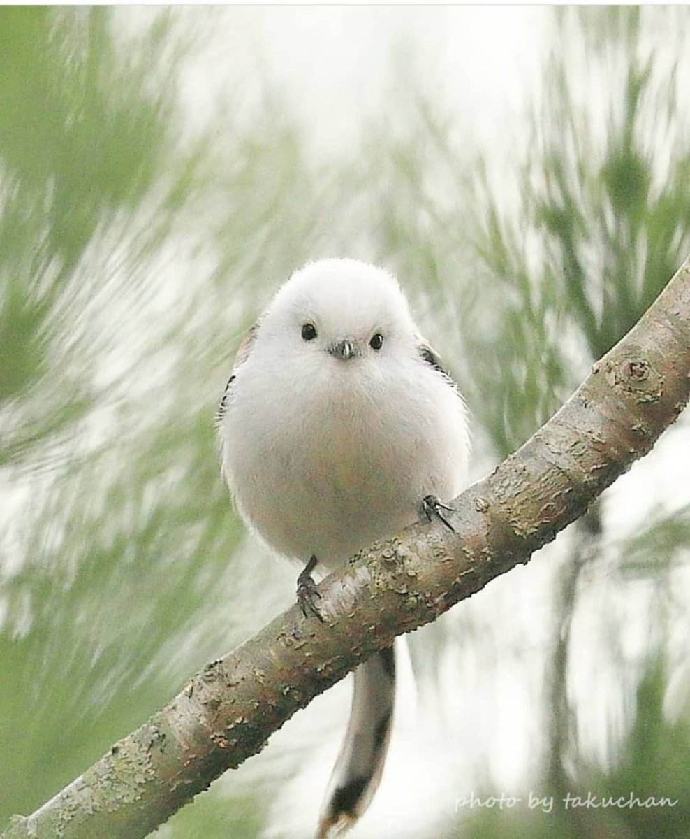 Милые птички