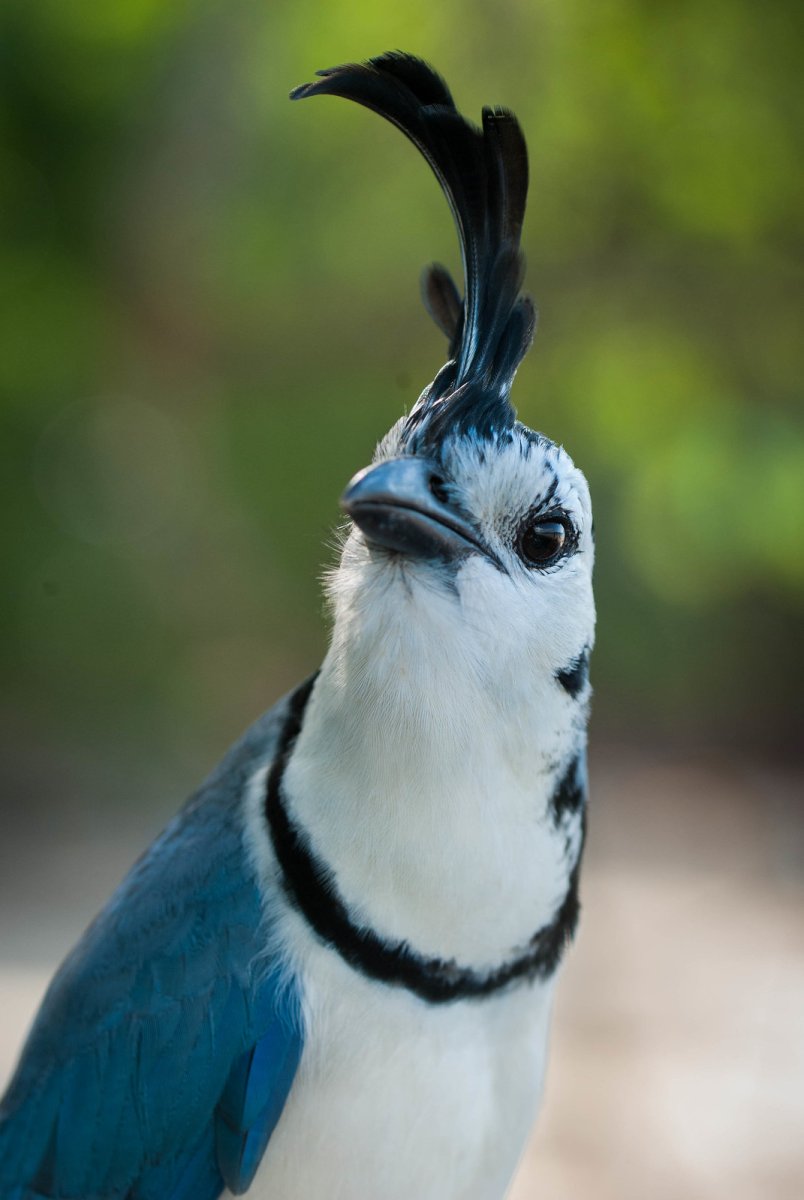 Самая милая птица