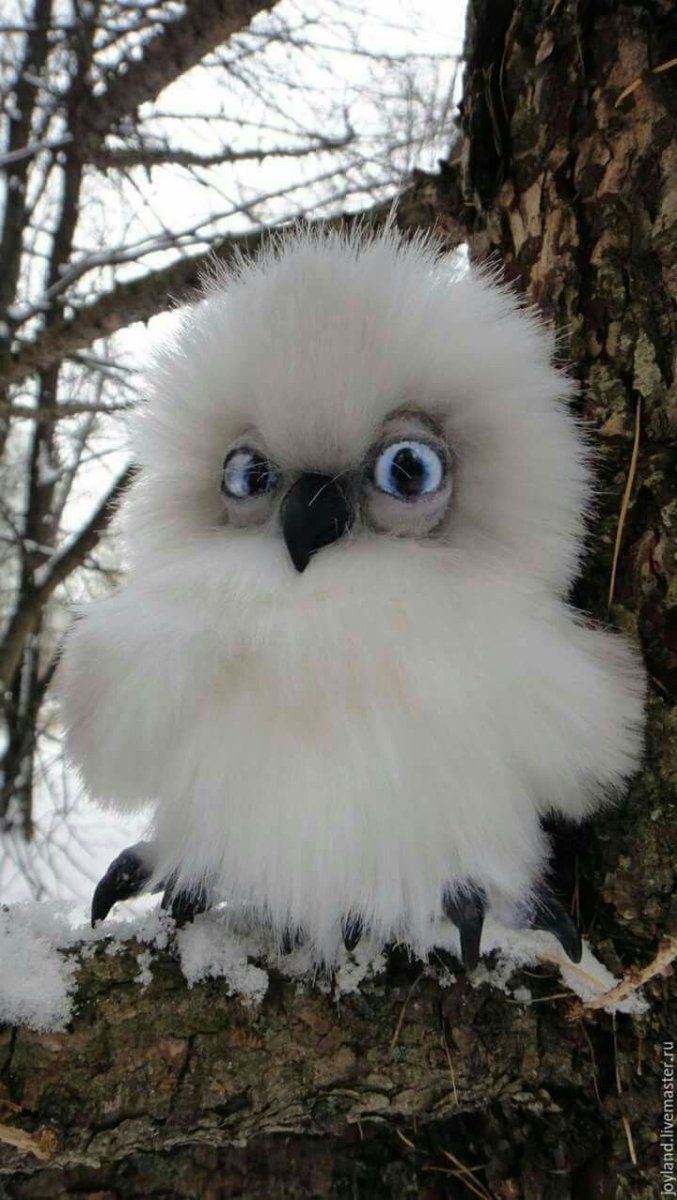 Пушистый Совенок