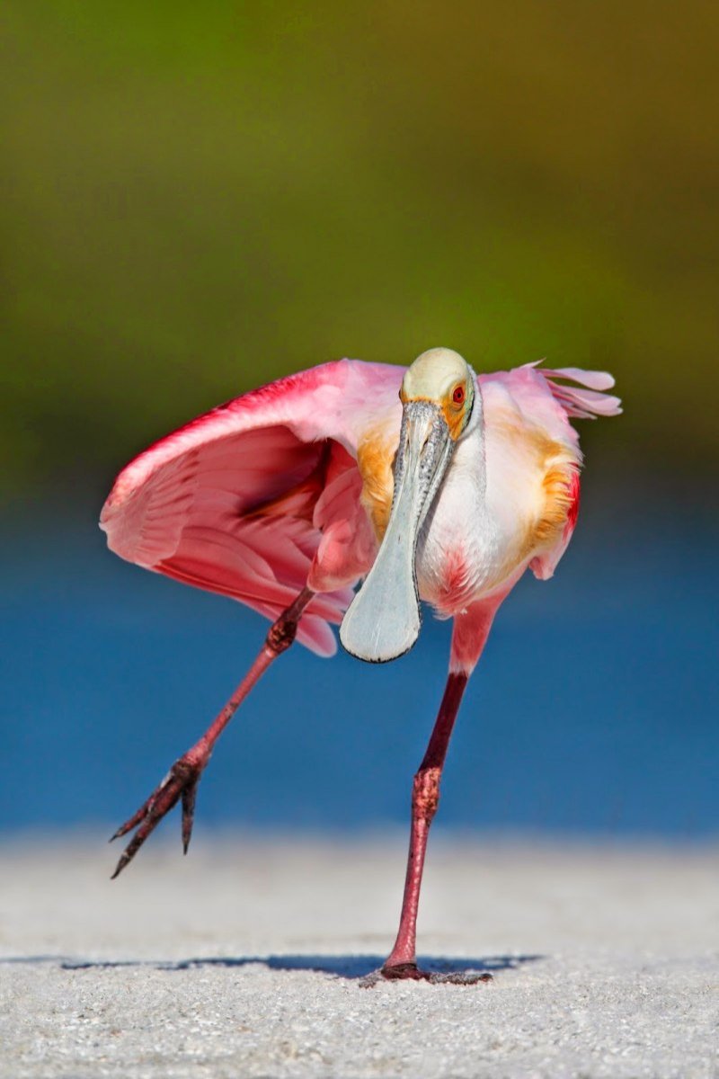 Roseate Spoonbill птица
