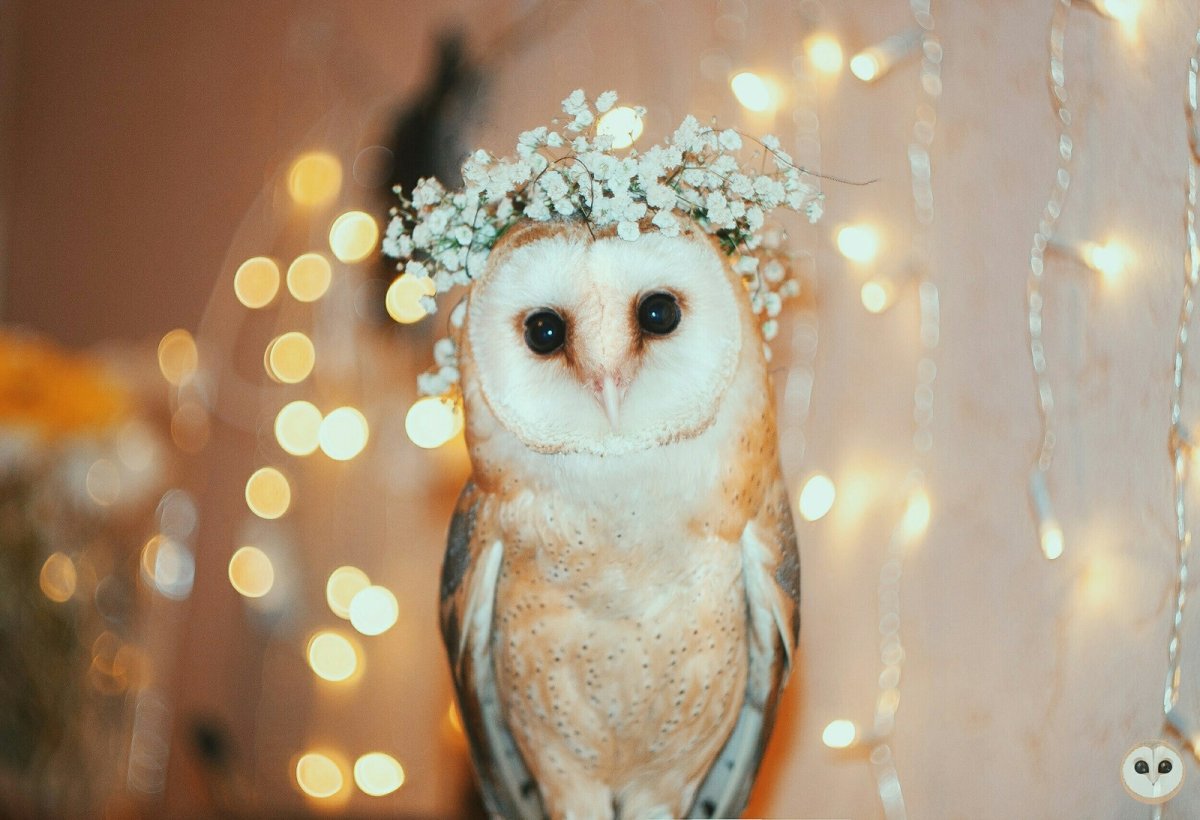 Милый Совенок