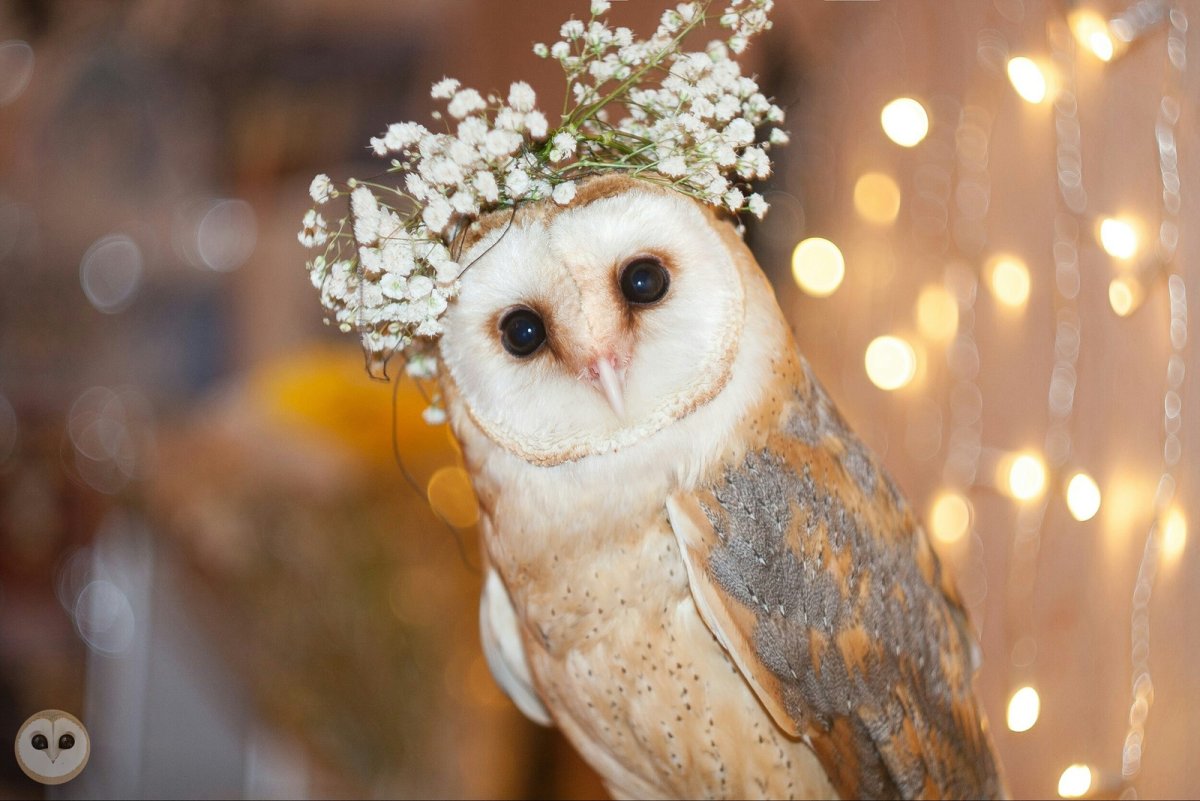 Милая Сова