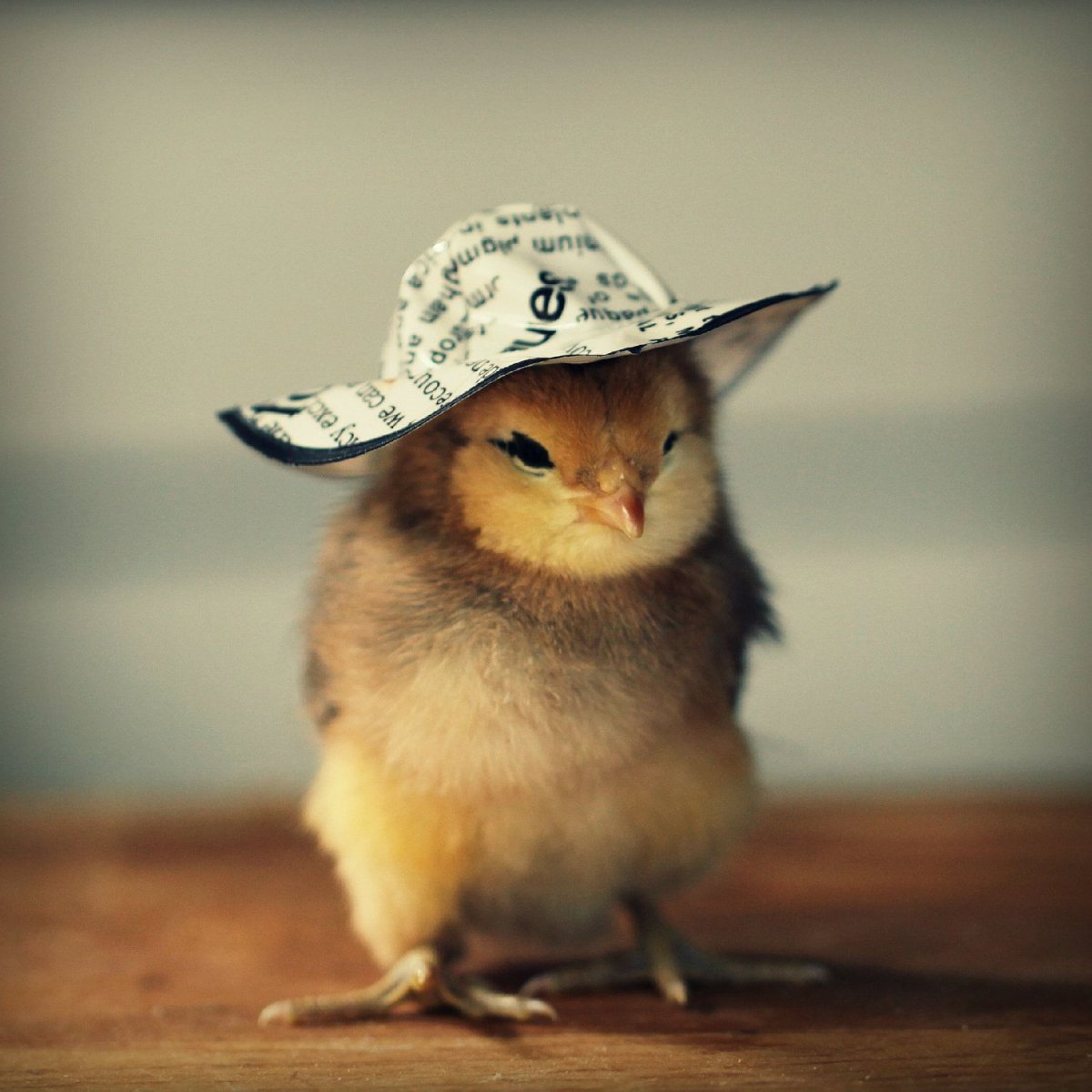 Цыпленок в шляпе